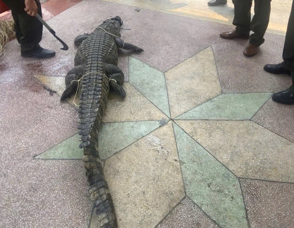 Cá sấu xuất hiện gần khu dân cư bị lực lượng chức năng vây bắt