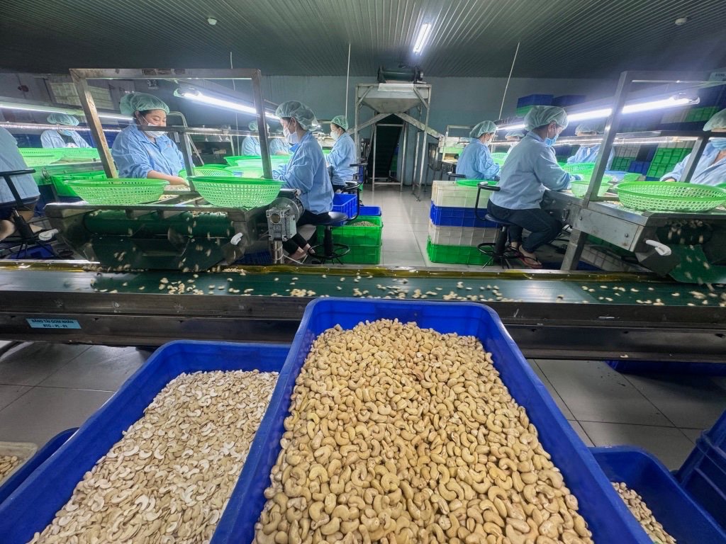 Năm 2025, thị trường Trung Quốc vươn lên vị trí số 1 về nhập khẩu hạt điều của V