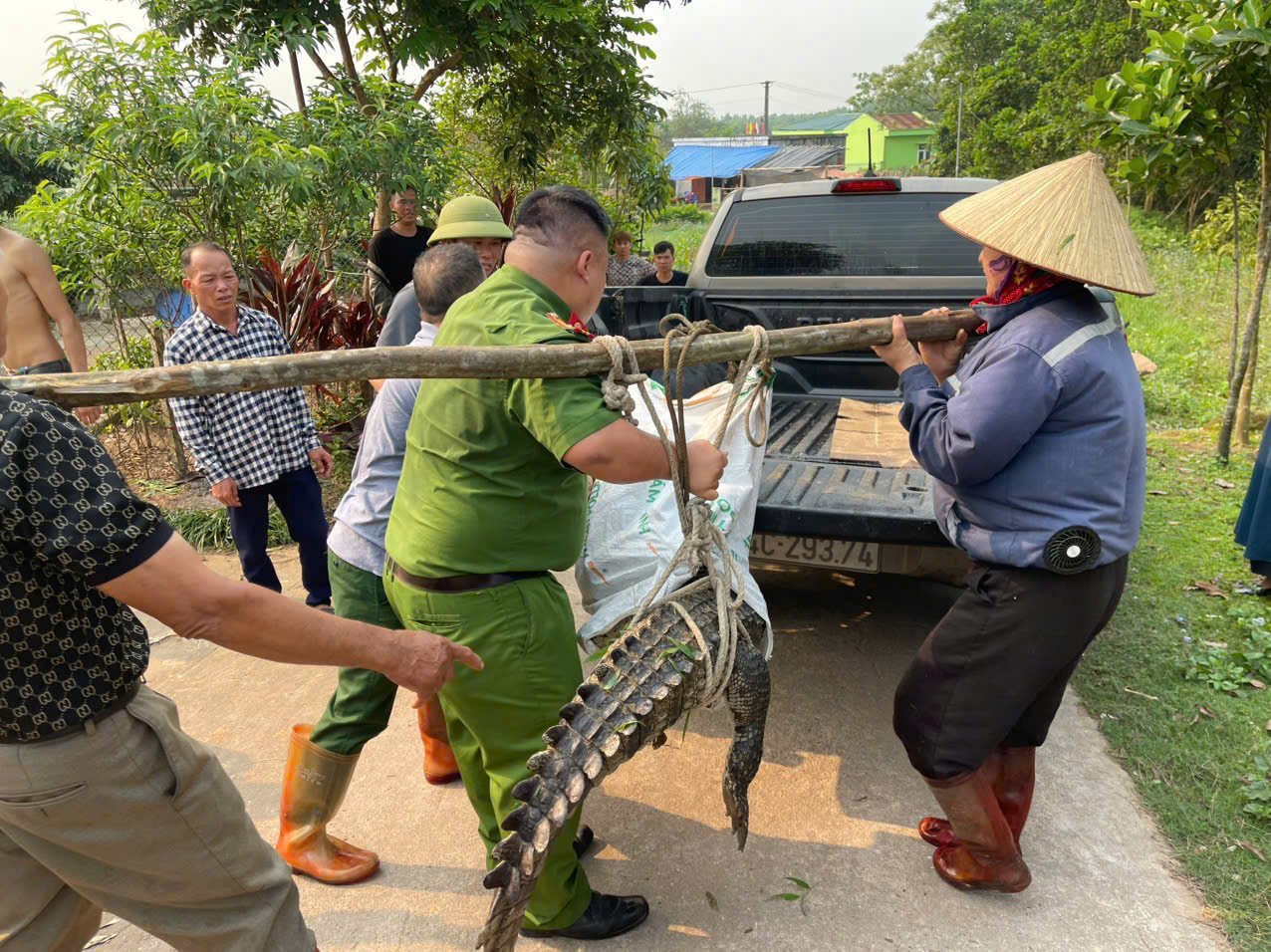 Cá sấu được bàn giao cho lực lượng kiểm lâm