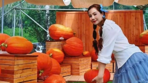 100kg 넘는 호박밭, 광닌 성에서 관광객 몰려