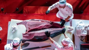 베트남 셰프들, 10억 동 상당 220kg 일본 참다랑어 해체