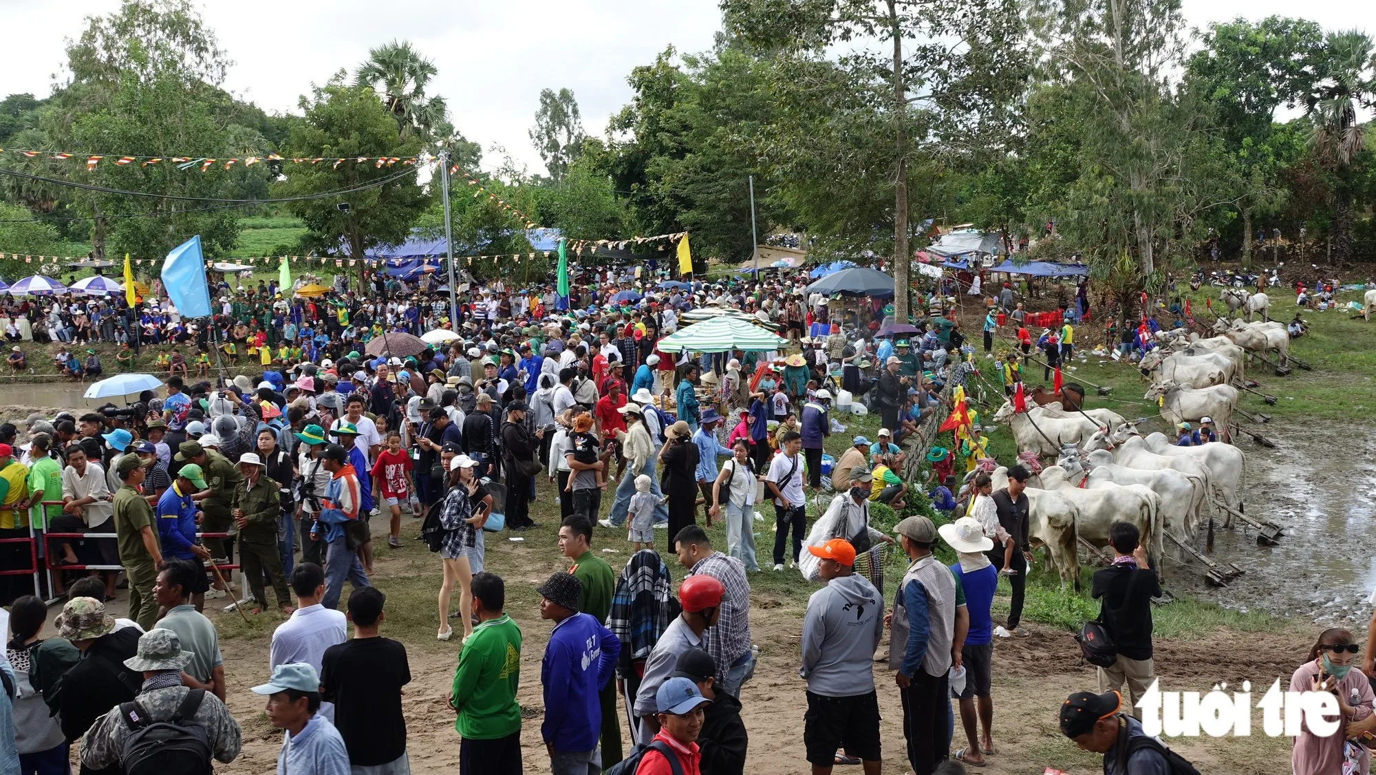 안장성 로 사원 전통 소 경주 축제에 수천 명 몰려
