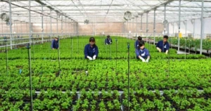 라이쩌우 성 계절근로자 1,062명 전원 귀국…마을 규약으로 이탈률 0% 달성