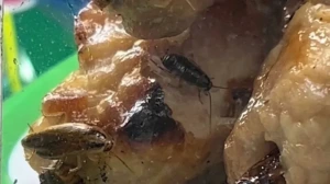 벤탄시장 1044번 식당, 관광객 신고로 영업 중단…폭우 후 배수관서 벌레 유입