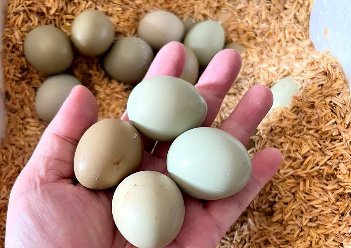 메추라기알 개당 9천~1만동에도 판매 호조…호치민 채소값은 25~30% 급등