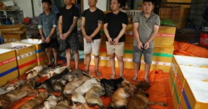호치민시 경찰, 올해 반려동물 절도 26건 적발…북부까지 이어진 10톤 규모 밀매망 소탕